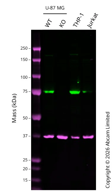 Western blot - Anti-ATG7 antibody [EPR6251] (AB133528)