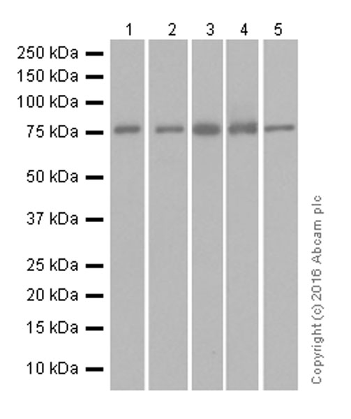 Western blot - Anti-ATG7 antibody [EPR6251] (AB133528), expandable thumbnail