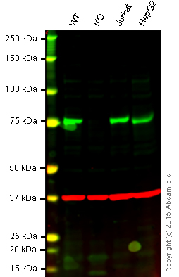 Western blot - Anti-ATG7 antibody [EPR6251] (AB133528), expandable thumbnail