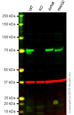 Western blot - Anti-ATG7 antibody [EPR6251] (AB133528)