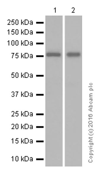 Western blot - Anti-ATG7 antibody [EPR6251] (AB133528)