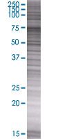 ATG7 overexpression 293T lysate (whole cell)