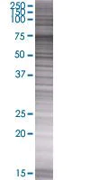 SDS-PAGE - ATG7 overexpression 293T lysate (whole cell) (AB94329)
