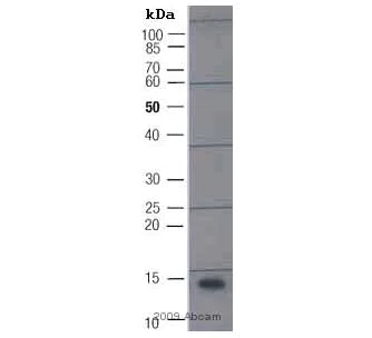 Western blot - Anti-ATG8 antibody (AB4753)