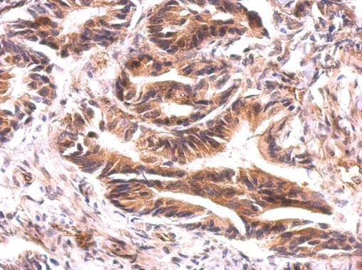 Immunohistochemistry (Formalin/PFA-fixed paraffin-embedded sections) - Anti-ATG9A antibody - C-terminal (AB229334)