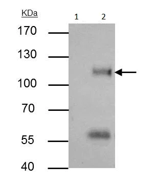Immunoprecipitation - Anti-ATG9A antibody - C-terminal (AB229334)