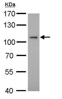 Western blot - Anti-ATG9A antibody - C-terminal (AB229334)