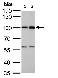 Western blot - Anti-ATG9A antibody - C-terminal (AB229334)
