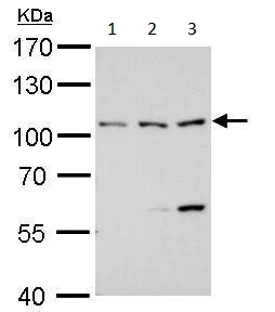 Western blot - Anti-ATG9A antibody - C-terminal (AB229334)