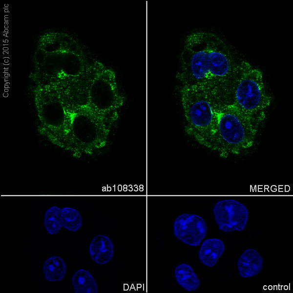 Immunocytochemistry/ Immunofluorescence - Anti-ATG9A antibody [EPR2450(2)] (ab108338), expandable thumbnail