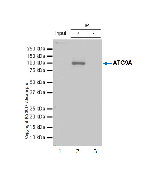 Immunoprecipitation - Anti-ATG9A antibody [EPR2450(2)] (AB108338), expandable thumbnail