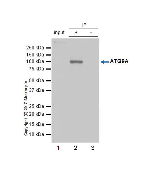 Immunoprecipitation - Anti-ATG9A antibody [EPR2450(2)] (AB108338)