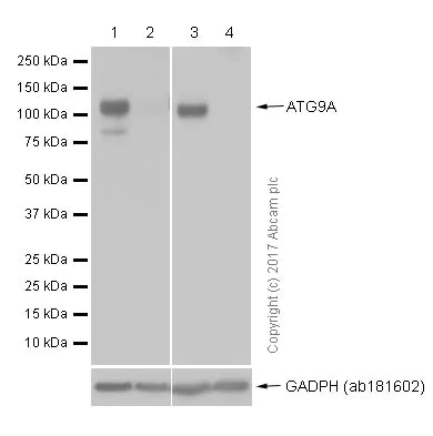 Western blot - Anti-ATG9A antibody [EPR2450(2)] (AB108338)