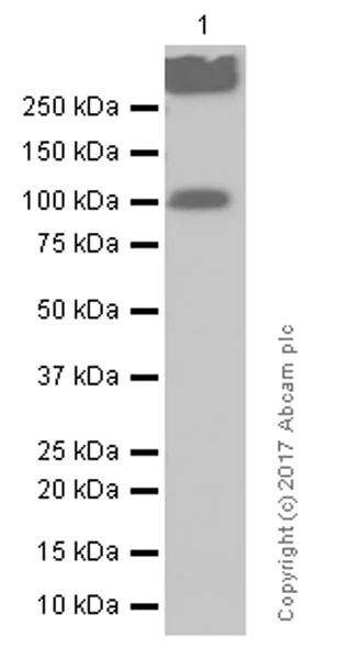 Western blot - Anti-ATG9A antibody [EPR2450(2)] (AB108338)