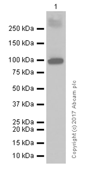 Western blot - Anti-ATG9A antibody [EPR2450(2)] (ab108338), expandable thumbnail