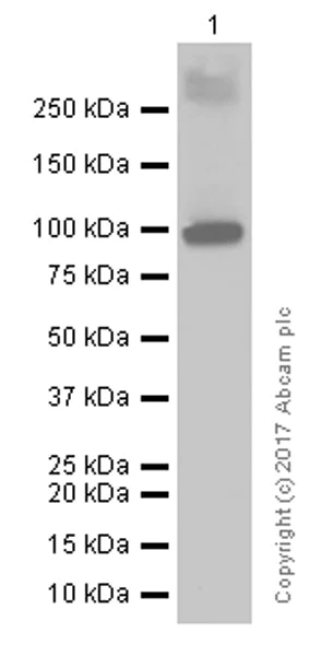 Western blot - Anti-ATG9A antibody [EPR2450(2)] (AB108338)