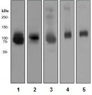 Western blot - Anti-ATG9A antibody [EPR2450(2)] (AB108338)
