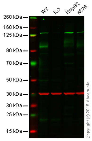 Western blot - Anti-ATG9A antibody [EPR2450(2)] - BSA and Azide free (AB223528)