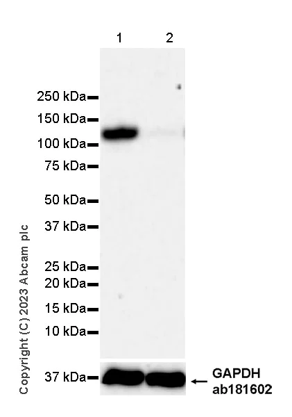 Western blot - Anti-ATG9A antibody [EPR2450(2)] - Mouse IgG1 (Chimeric) (AB309518)