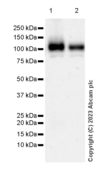 Western blot - Anti-ATG9A antibody [EPR2450(2)] - Mouse IgG1 (Chimeric) (AB309518)