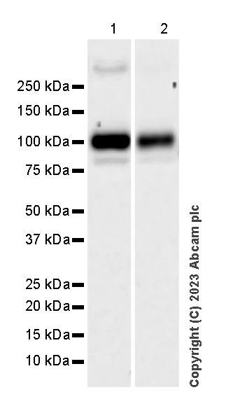 Western blot - Anti-ATG9A antibody [EPR2450(2)] - Mouse IgG1 (Chimeric) - BSA and Azide free (AB309519)