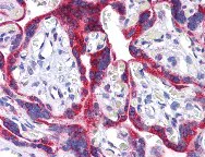 Immunohistochemistry (Formalin/PFA-fixed paraffin-embedded sections) - Anti-ATG9B antibody (AB117591)