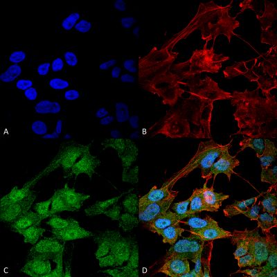 Immunocytochemistry/ Immunofluorescence - Anti-ATG9B antibody (AB240897), expandable thumbnail