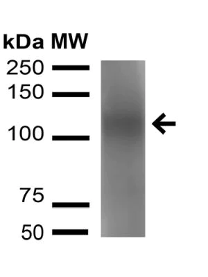 Western blot - Anti-ATG9B antibody (AB240897)