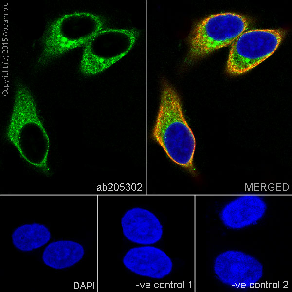 Immunocytochemistry/ Immunofluorescence - Anti-ATHL1 antibody [EPR13421] (AB205302)