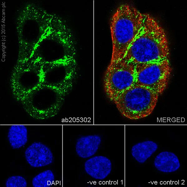 Immunocytochemistry/ Immunofluorescence - Anti-ATHL1 antibody [EPR13421] - BSA and Azide free (AB251424)