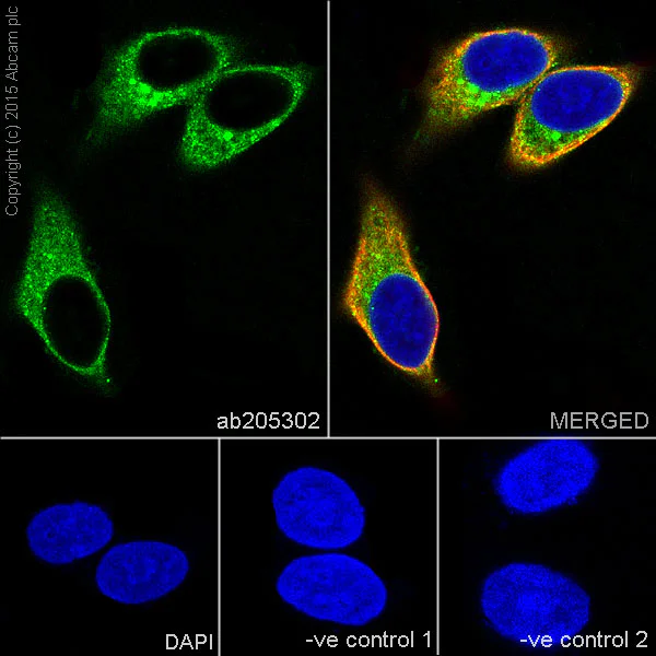 Immunocytochemistry/ Immunofluorescence - Anti-ATHL1 antibody [EPR13421] - BSA and Azide free (AB251424)