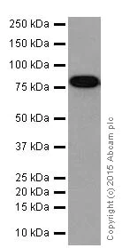 Western blot - Anti-ATHL1 antibody [EPR13421] - BSA and Azide free (AB251424)