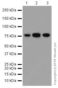 Western blot - Anti-ATHL1 antibody [EPR13421] - BSA and Azide free (AB251424)