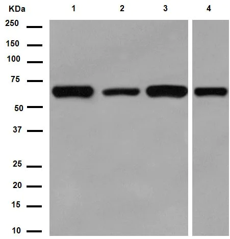 Western blot - Anti-ATIC antibody [EPR13243-53] (AB188321)