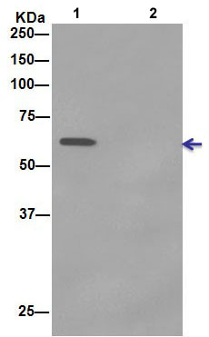 Immunoprecipitation - Anti-ATIC antibody [EPR13243-53] - BSA and Azide free (AB232532), expandable thumbnail