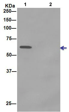 Immunoprecipitation - Anti-ATIC antibody [EPR13243-53] - BSA and Azide free (AB232532)