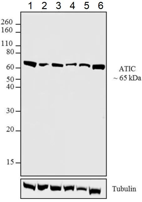 Western blot - Anti-ATIC antibody [F38 P7 H9] (AB33520)