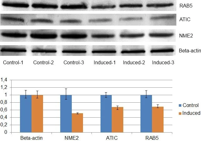 Western blot - Anti-ATIC antibody [F38 P7 H9] (AB33520)