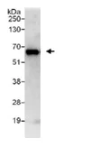 Immunoprecipitation - Anti-ATL3 antibody (AB117819)