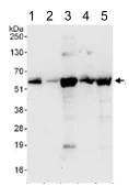 Western blot - Anti-ATL3 antibody (AB117819)