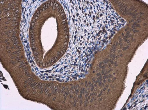 Immunohistochemistry (Formalin/PFA-fixed paraffin-embedded sections) - Anti-ATL3 antibody (AB229095)