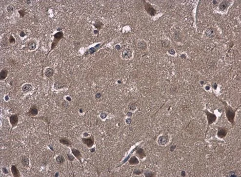 Immunohistochemistry (Formalin/PFA-fixed paraffin-embedded sections) - Anti-ATL3 antibody (AB229095)