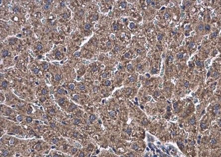 Immunohistochemistry (Formalin/PFA-fixed paraffin-embedded sections) - Anti-ATL3 antibody (AB229095)