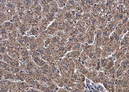 Immunohistochemistry (Formalin/PFA-fixed paraffin-embedded sections) - Anti-ATL3 antibody (AB229095)