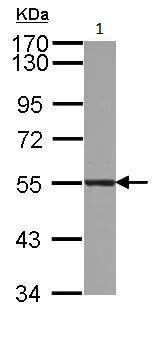 Western blot - Anti-ATL3 antibody (AB229095)