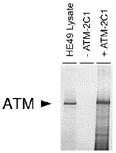 Immunoprecipitation - Anti-ATM antibody [2C1 (1A1)] - BSA and Azide free (AB78)