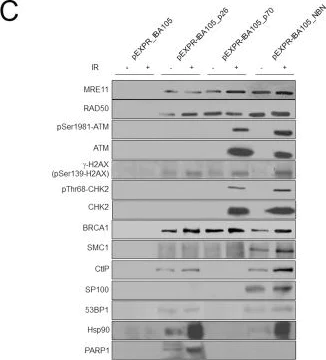 Western blot - Anti-ATM antibody [2C1 (1A1)] - BSA and Azide free (AB78)