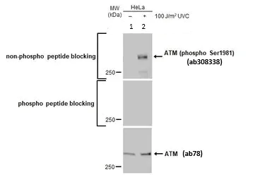 Western blot - Anti-ATM antibody [2C1 (1A1)] - BSA and Azide free (AB78)