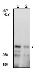 Western blot - Anti-ATM antibody (AB226985)
