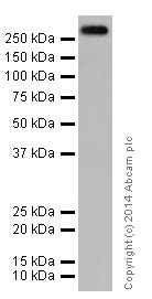 Western blot - Anti-ATM antibody [EPR17059] (ab199726), expandable thumbnail